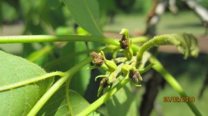 One casebearer larvae can destroy this entire cluster of tiny nutlets.