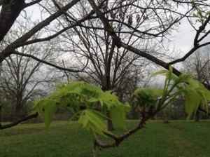 Louisiana Pecan Budbreak