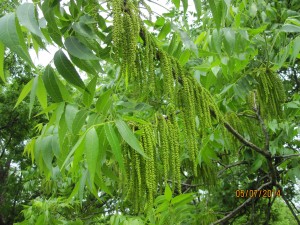Catkins - the male flowers