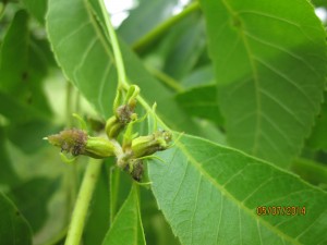 Receptive female flowers