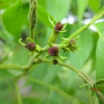 Tiny female flowers past receptivity