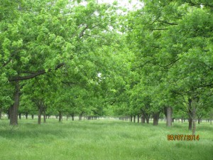 Pecan orchard in pecan bloom at Little Eva Plantation