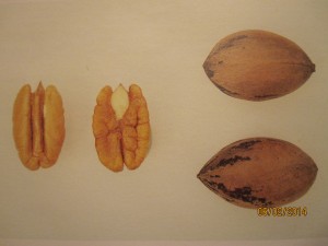 Views of Pecan Nuts and Shell