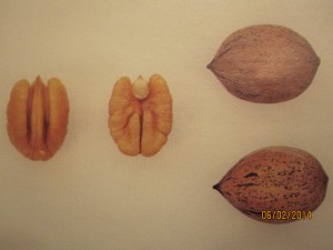 Elliott - Views of Pecan Nuts and Shells