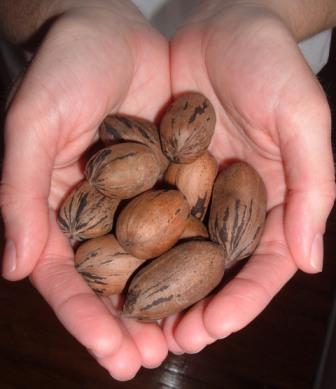 pecans-in-hands