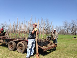 Bucket pecan trees at Little Eva Plantation loaded and ready to be transplanted