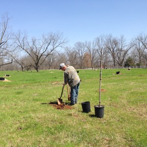 Working topsoil around young pecan trees Working topsoil around young pecan trees