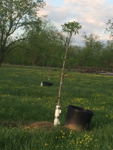 Recycled tub acts as water source for transplanted trees