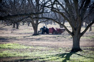 Picking pecans with pecan harvester.