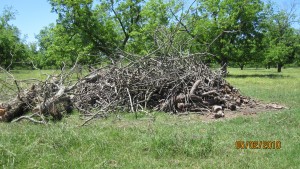 "Master" pile of pecan limbs