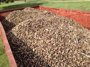 Pecan wagon loaded and ready to head to the cleaning plant.