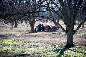 Pecan harvester picking pecans at Little Eva Plantation.