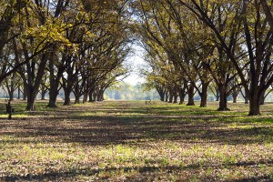 Growing And Managing A Pecan Orchard