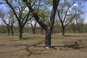 25 Fun Trivia Facts About Pecans