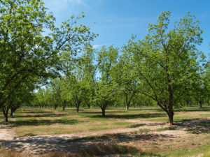 Maintaining A Pecan Orchard Involves Far More Than Just Harvesting The Pecans