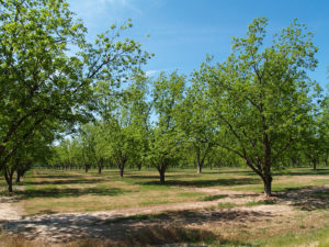 Pecan Weevil Could Complicate Growth And Harvests