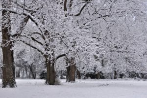 pecans-can-even-grow-in-the-north