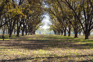 Planting Your Own Pecan Tree