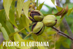 Why Pecans In Louisiana Are Sought After