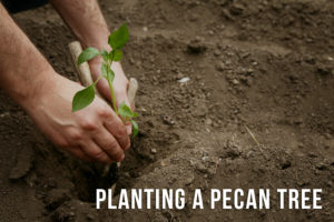 Before Planting a Pecan Tree in Your Yard - Read This