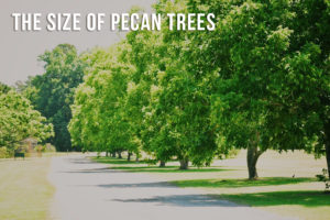 The Importance of Spraying and Caring for Pecan Trees