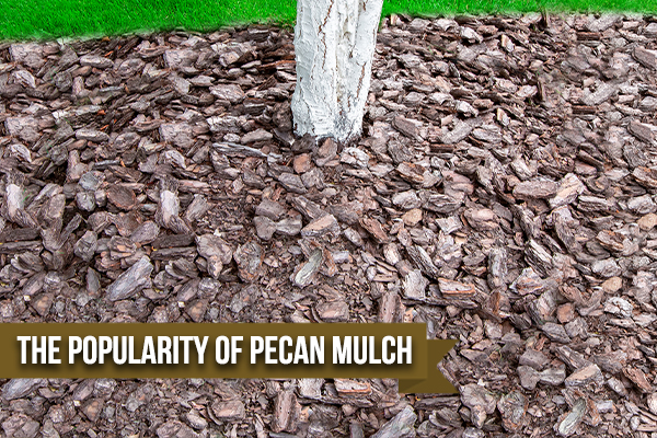 Benefits Of Pecan Mulch For Your Garden