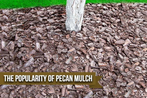 Benefits Of Pecan Mulch For Your Garden