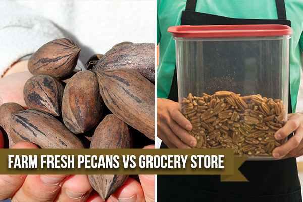  Fresh Pecans Delivered to Your Doorstep
