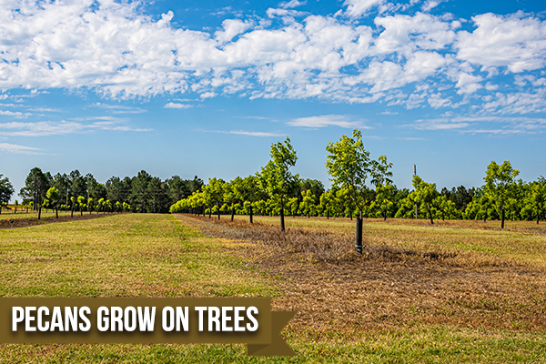 How Are Pecans Grown?