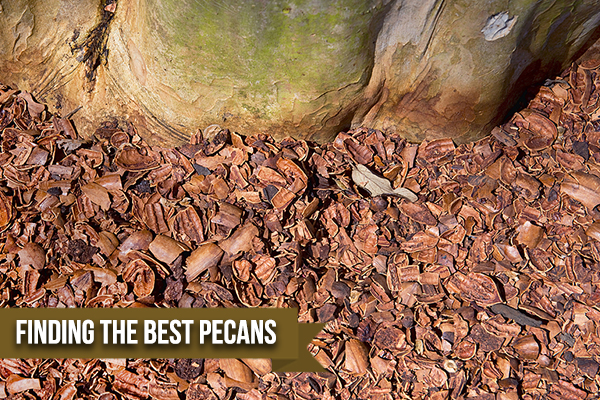 What Are the Best Pecans?