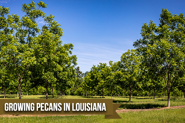  Why Louisiana Pecan Nuts Are Special
